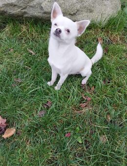 Chihuahua sucht neues Zuhause - Norden