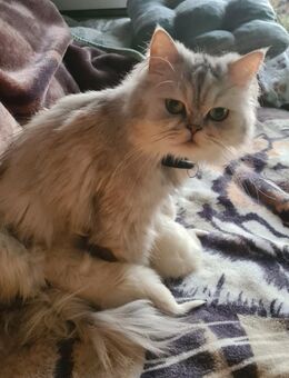 Fünf süße Kitten suchen ein neues Zuhause - Iserlohn