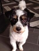 Malteser Löwchen in 86609