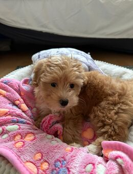 Maltipoo Welpen - Offenbach (Main)
