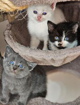 4 Wunderschöne Maine Coon Mix Kater - Düren