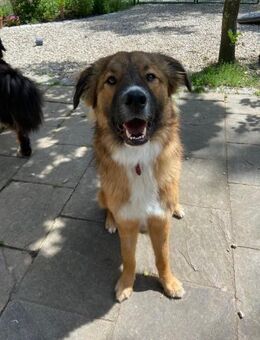 🐾💙Eddie sucht aktive Menschen💙 - Eislingen (Fils)