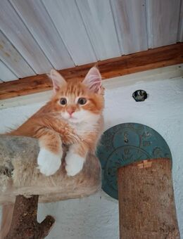 Maine Coon Katerle - Höchenschwand