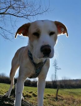 Charakterhund mit riesigem Herz - Kappeln (Schleswig-Holstein)