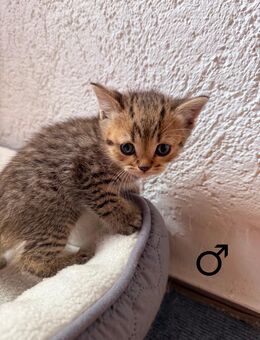 Britisch Kurzhaar Kitten - Krayenberggemeinde