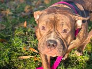 American Bully Pocket Hündin - Emden Zentrum