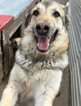 MARIE - fröhliche, freundliche Hündin! - Korschenbroich