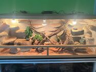 Holzterrarium 150x60x60 für Reptilien - Dortmund