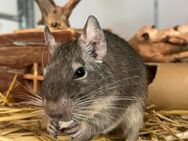Degu (männlich) sucht liebevolles Zuhause - Heilbronn