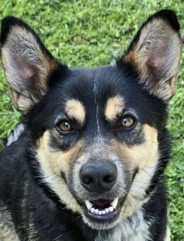 Evita - Ein Zuhause für immer gesucht! - Süderbrarup