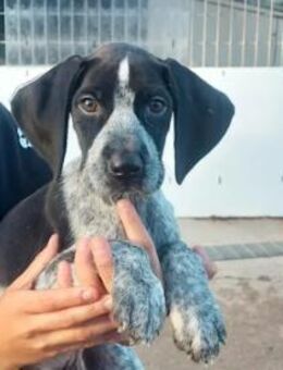 BIG - ein wunderschöner Jagdhundmix - Regensburg