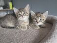 Kitten,katzen bayby in 40595