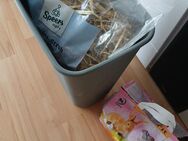 Zwergkaninchen Futter zu verschenken - Dresden