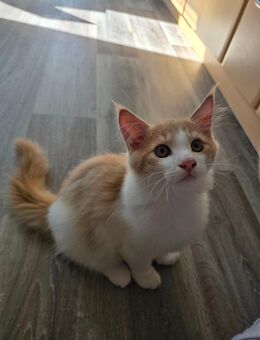 2 Maine Coon Jungs - Olbernhau
