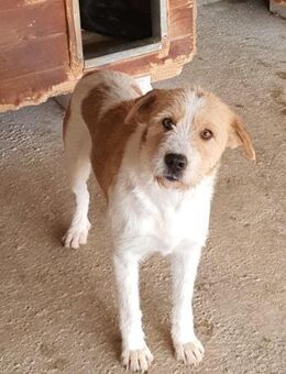 Milli - drathige Hündin sucht ein Zuhaus - Tettau (Bayern)