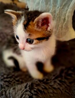 😻Katzenbaby Hans 10 Wochen😻 - Saarbrücken