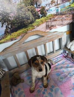 Sonny - neugieriger Welpe sucht Zuhause - Hausen (Würzburg)