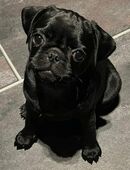 Black is Beautiful – Der moderne Mops-Junge NEWTON in 49090