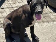 🐾Fröhlicher Welpe Blacky💫 - Eislingen (Fils)