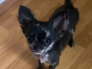 Chihuahua (simba 1. Jahr alt ) - Eschwege