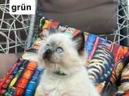 Ragdoll Kitten - Harsefeld