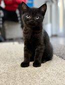 Britische kurzhaar kitten in 65199