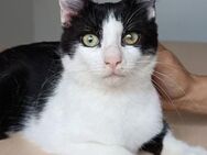 Raton - Jungkater sucht Zuhause - Wilhelmsfeld