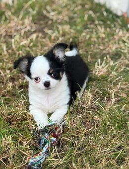 Typvoller Chihuahua Rüde Auszugsbereit - Osternienburger Land