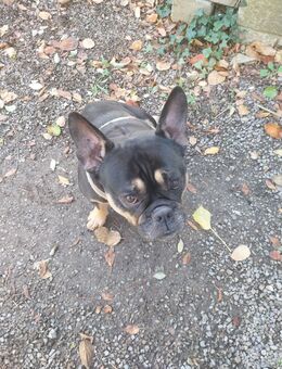Ich suche ein Neues zuHause für meine 6-jährige englische bulldogge - Stolberg (Rheinland, Kupferstadt)