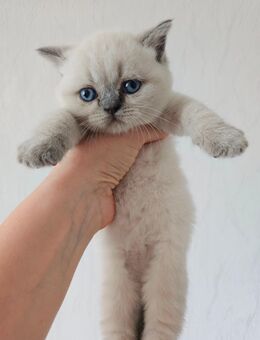 Katzenbaby BKH abzugeben - Aachen