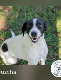 Anjuscha: Sucht ein Zuhause - Kirchzell