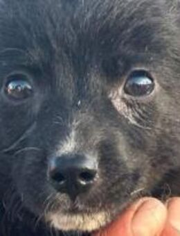 Winnie Pooth ist ein liebes Hundekind 🐾 - Elsdorf (Nordrhein-Westfalen)
