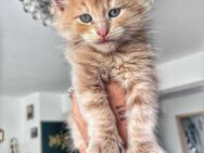 Main Coon babys - Dingolfing