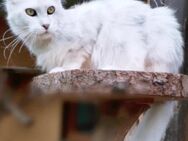 Traum Maine Coon Kätzin Kastratin mit Stammbaum sucht... - Freiensteinau