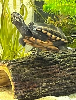 Kinosternon baurii – Dreistreifen Klappschildkröte - Villingen-Schwenningen