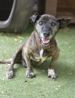 FÉLIX - Paten für unseren Opa gesucht ❤️ - Neudenau