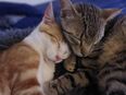 Beste Kumpels suchen Zuhause mit gesicherten Freigang # Tierschutz in 92318