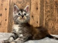 Maine Coon Kitten aus Erstklassiker Zucht - Simonswald