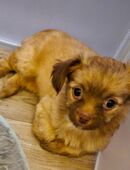 Bolonka/Yorkie Mix in 64385