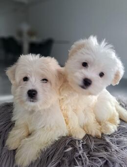 Bichon Malteser - Wadern Zentrum