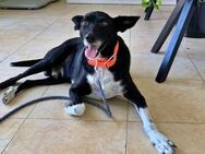 KIKO - ein Kämpferherz auf Familiensuche - Sulzbach-Laufen