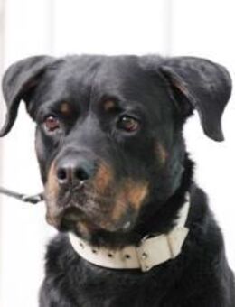 Rico, su. erfahrene Besitzer - Neuhausen (Spree)