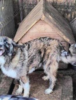 Lilou - freundlich und lieb - Rambin