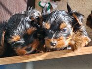 Yorkshire Terrier Welpen - Schwarzenbach