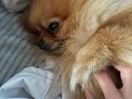 Pomeranian sucht dringend neues Zuhause - Berlin Steglitz-Zehlendorf