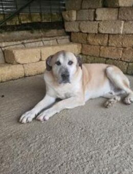 Nana - Rieden (Rheinland-Pfalz)