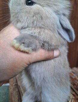 Zwergkaninchen Zwergwidder - Schöntal