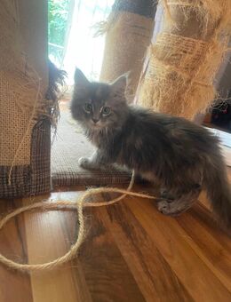 Reinrassige Maine Coon Kitten suchen neues zu Hause - Norken