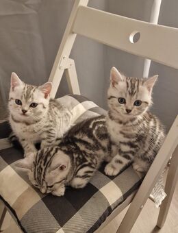 Black Silver Tabby Classic- Marmor, Viskaskatzen,BKH Kitten. - Hamburg
