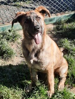 Romeo 💚 Zuhause auf Lebenszeit gesucht - Bad Karlshafen